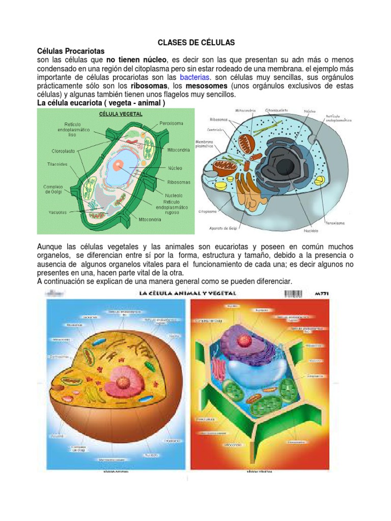 Tipos y Clases de Células | PDF | Nucleo celular | Biología Celular)
