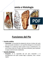 Anatomia Del Pie-2
