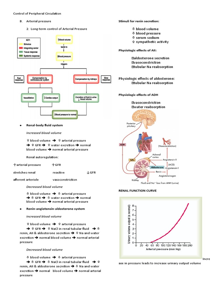 Control of Peripheral CirculationB | PDF | Blood Pressure | Kidney