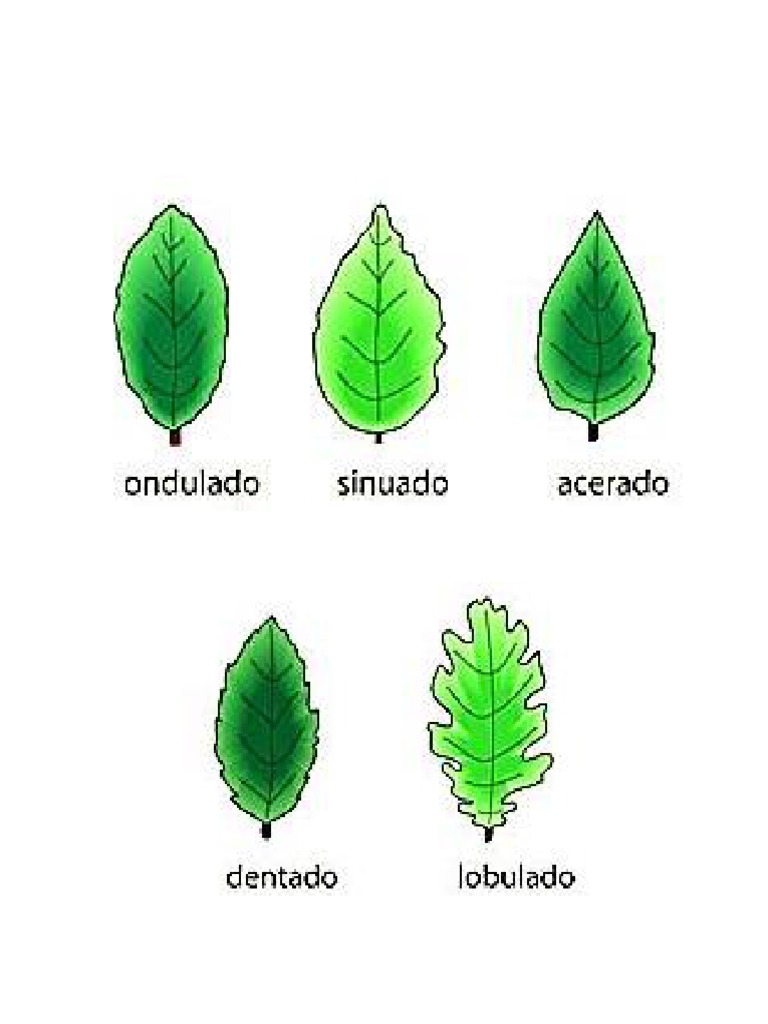 20 Tipos de Hojas y Sus Nombres Cientificos (Imagenes)