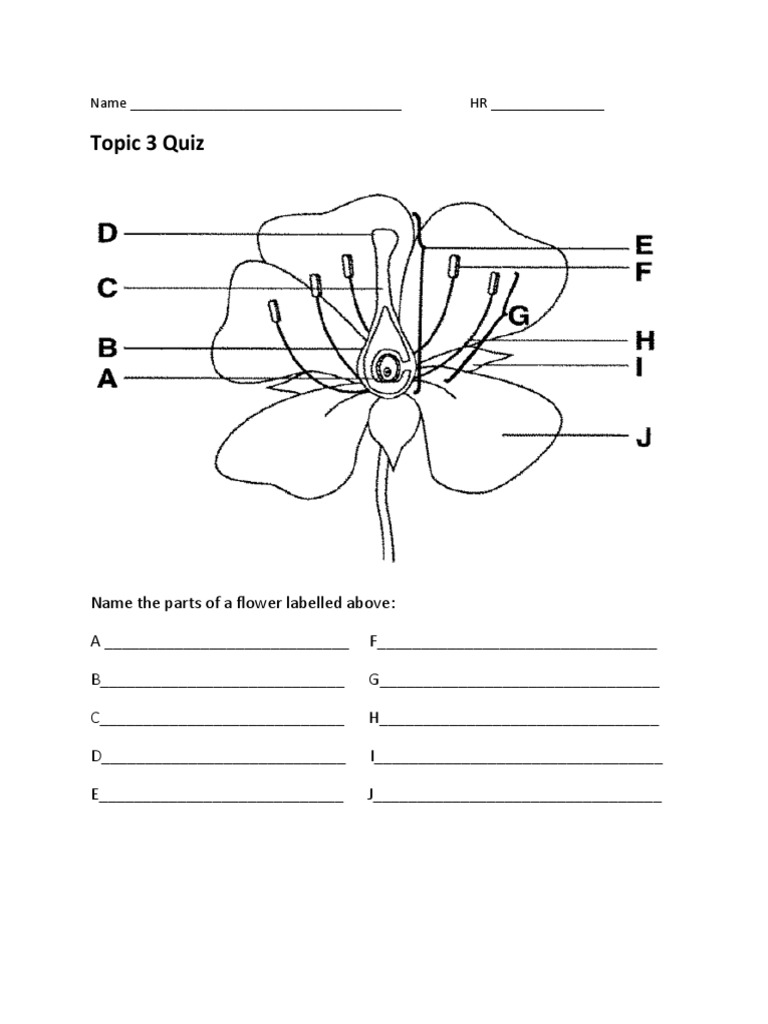 Topic 3 Quiz | PDF | Flowers | Pollination