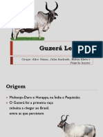 Guzerá Leiteiro