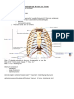 Anatomy of The CVS: Thorax