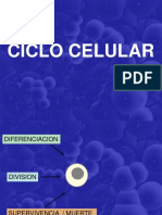 Ciclo Celular - Biocell
