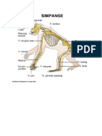 Anatomi Simpanse Atau Orangutan