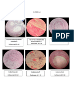 Lampiran sayatan histologi ovarium