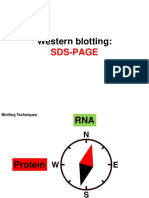 Western Blotting