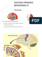 Areas de Brodman