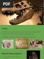 fossils lesson