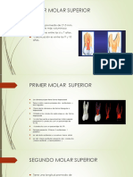 Morfologia de Los Dientes Permanentes3