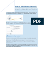 Esquema Resumen Del Sistema Nervioso