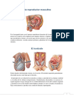 Aparato Reproductor Masculino