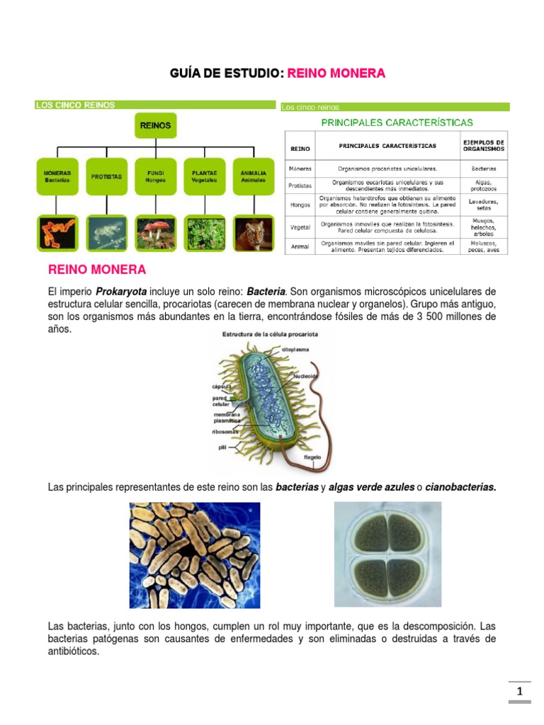 Características del Reino Monera | PDF | Las bacterias | Procariota