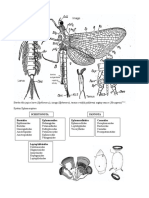 Schistonota Baetoidea Ephemeroidea Pannota Ephemerelloidea Caenoidea