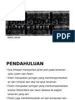 Pertemuan 11 Translokasi Pada Floem