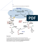 Ciclo de la urea: interconexión con el ciclo de Krebs y regulación