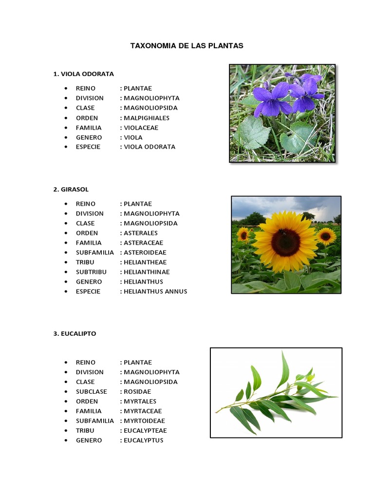 Taxonomia de Las Plantas Organismos Plantas