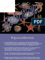 Animales IV Equinodermos