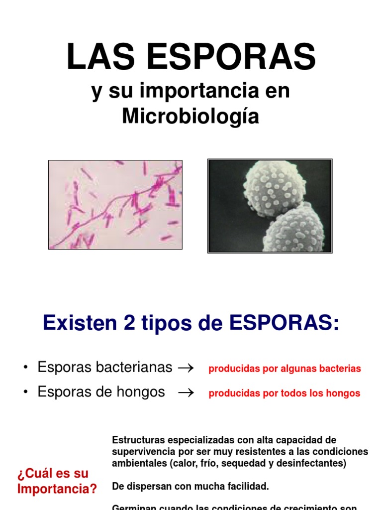 02 Esporas bacterianas y de hongos + esterilización 1 Esterilización (Microbiología) Bacterias