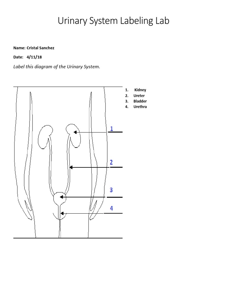 Lab Urinarysystemlabeling C | PDF | Social Science | Science & Mathematics