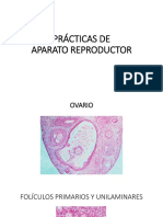 Prácticas de Aparato Reproductor