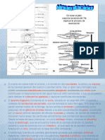 Clase 2. de Pva.- Unmsm. 2018-i Sub. Urochordata.