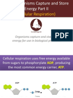 (Cellular Respiration) : Organisms Capture and Store Free Energy For Use in Biological Processes