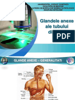 Glandele Anexe Ale Tubului Digestiv