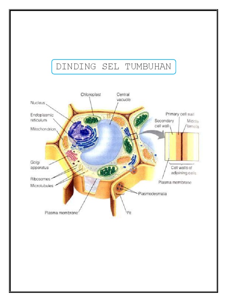 5000 Gambar Dinding Sel  Tumbuhan  Terbaru Gambar ID