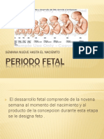 Periodo Fetal