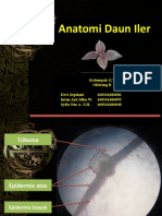 Anatomi Daun Iler