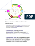 Estructura de Una Lipoproteína