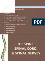 Spinal Cord, Spinal Nerve