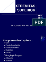 Extremitas Superior: Dr. Candra Rini HP., M.Kes