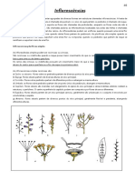 Inflorescências e frutos plurifloras