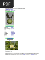 Download Jambu biji by David Thomas SN37763098 doc pdf