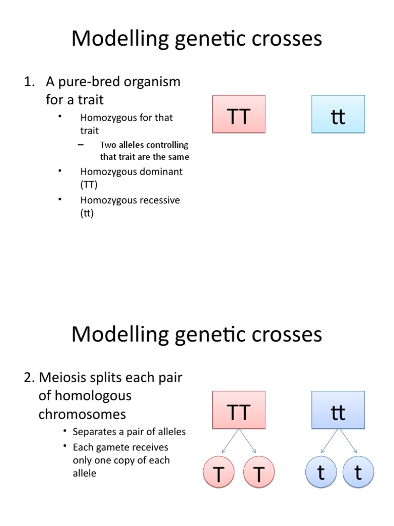 Modelling Genetic Crosses | PDF