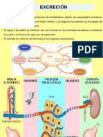 Tipos de excreción animal y sistemas excretores principales