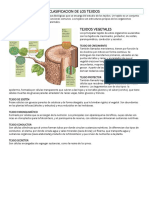 Clasificacion de Los Tejidos