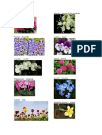 20 Tipos de Flores