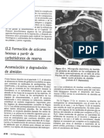 Degradación de Almidón PDF