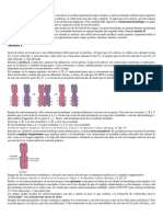 Etapas de La Meiosis