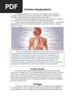 Resumo Anatomia Sistema Respiratório