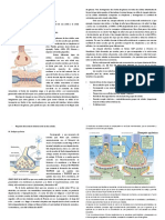  Neurofisiología, Transmisión Sináptica