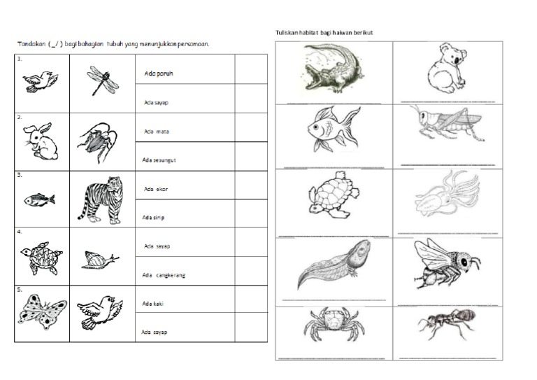 Lembaran Kerja Ciri Haiwan Tahun 3 Pdf