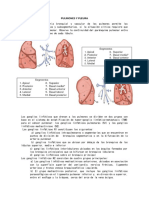 Pulmones , Pleura, Mediastino y Esofago