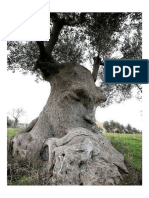The Thinking Tree - An Ancient Olive Tree in Puglia, Italy.