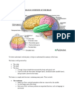Anatomic and Physiologic Overview of The Brain