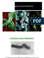 7cFlagelo_26752.pdf