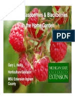Growing Raspberries & Blackberries in The Home Garden